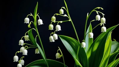 Lily of the Valley