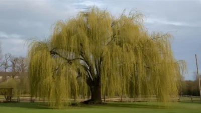 Weeping Willow Symbolism