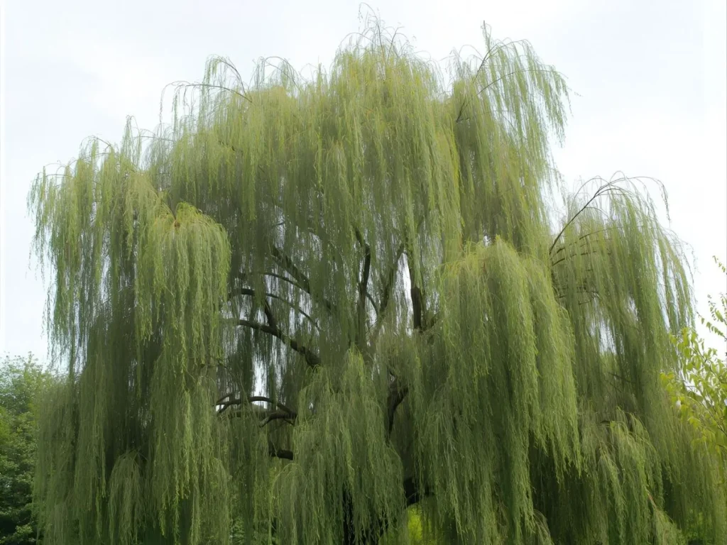 Weeping Willow Tree Meaning in the Bible
