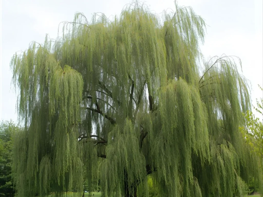 Weeping Willow Tree Spiritual Meaning