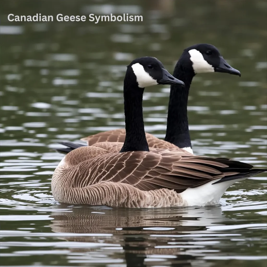 Canadian Geese Symbolism
