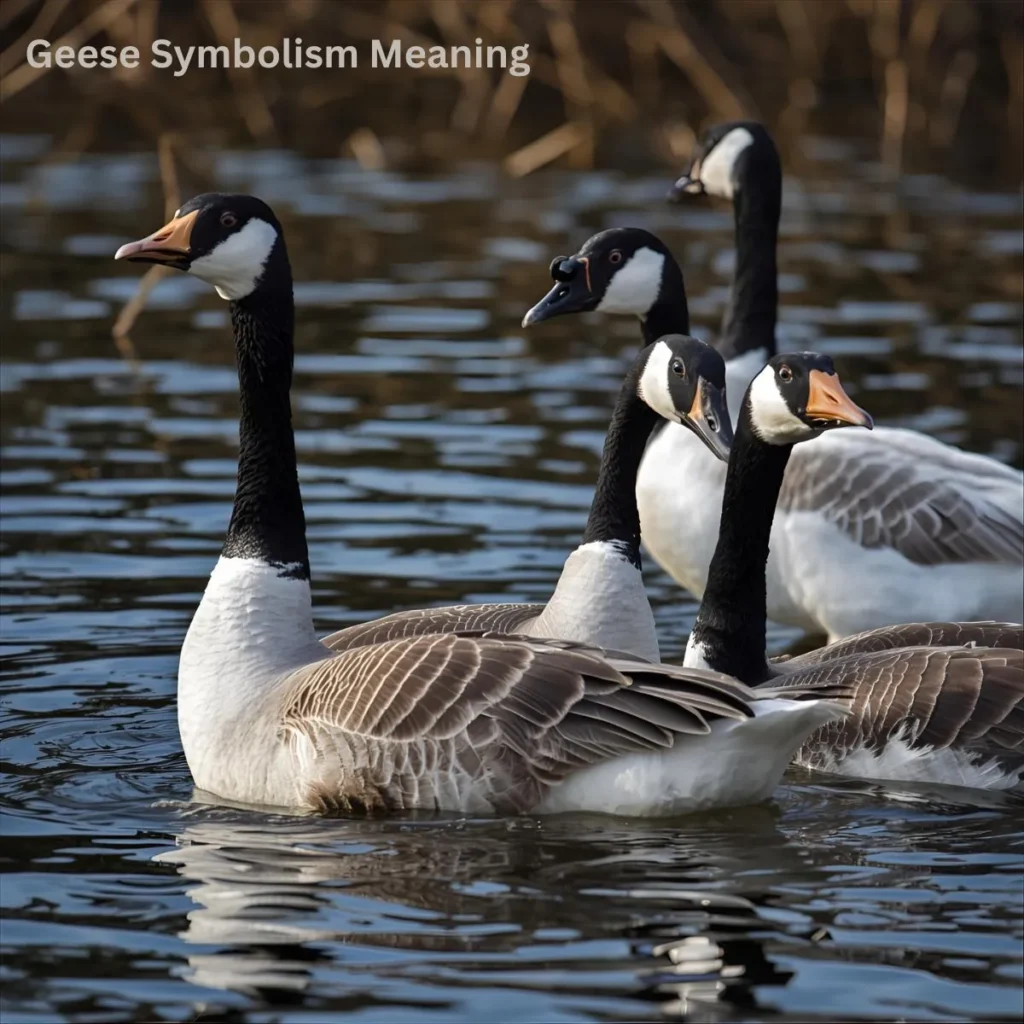 Geese Symbolism Meaning