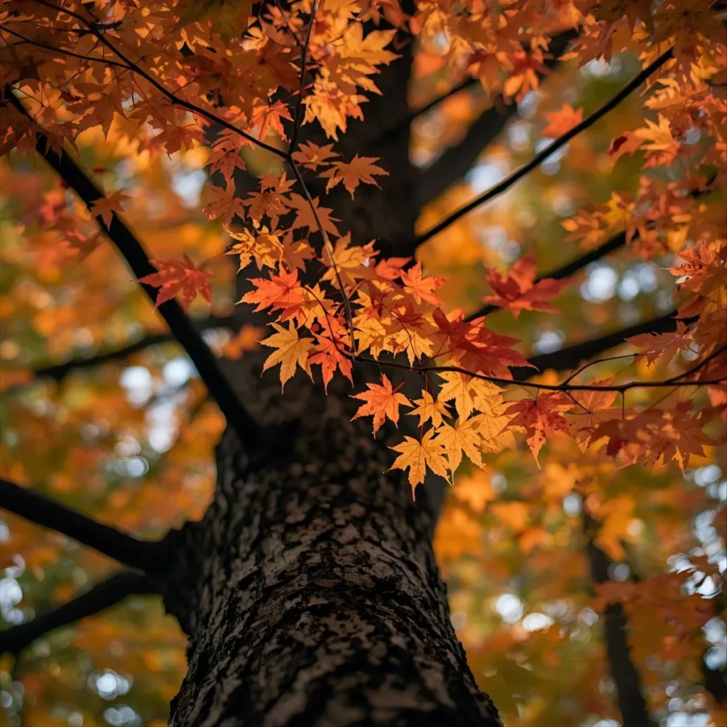 Maple Tree Symbolism