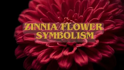 Zinnia Flower Symbolism