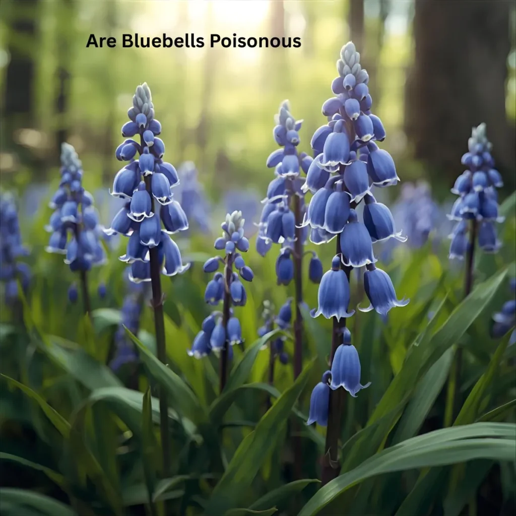 Are Bluebells Poisonous